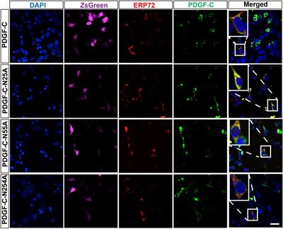 Glycosylation at Asn254 Is Required for the Activation of the PDGF-C Protein